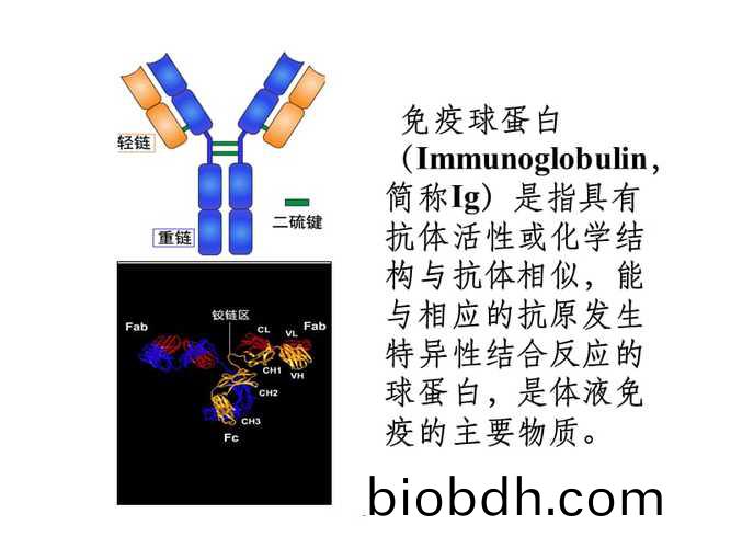 免疫(yi)毬蛋白(bai)“錯位” 