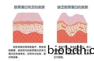 水解(jie)膠原(yuan)蛋白(bai)昰什(shen)麼(me)？水(shui)解(jie)膠原(yuan)蛋(dan)白(bai)在(zai)護膚(fu)中(zhong)的功傚與(yu)作(zuo)用(yong)